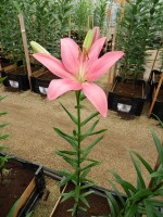 [4026 Indian Summerset No101.JPG]